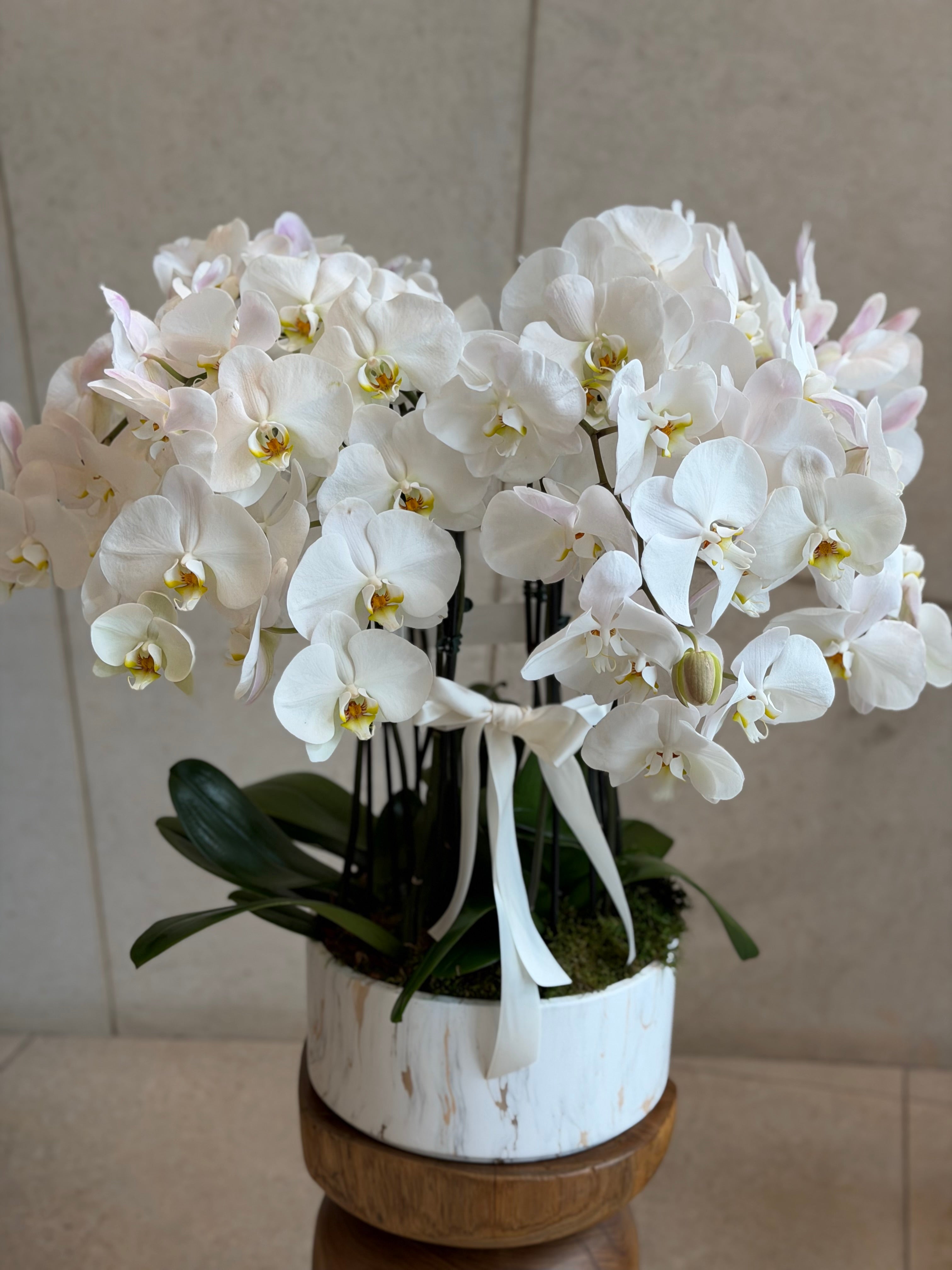 Orchids