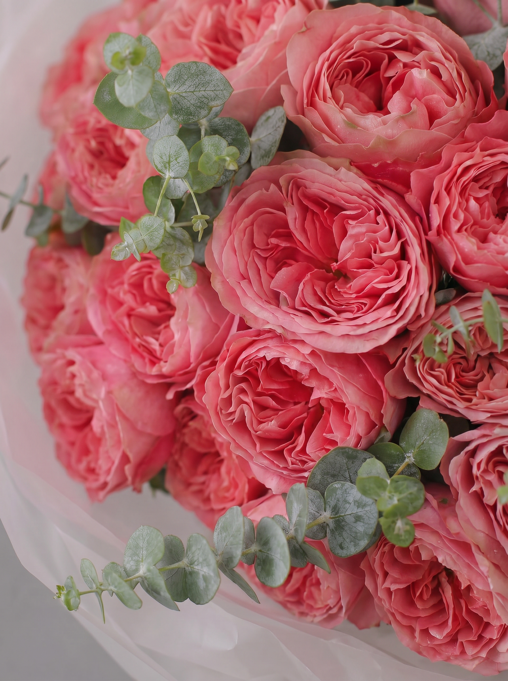 Coral Romance Garden Roses