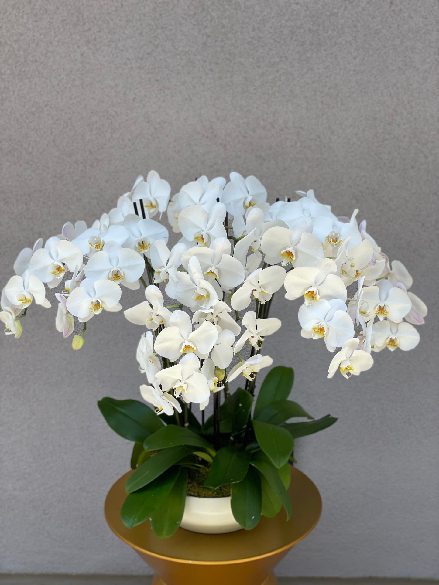 Stylish white orchids in a ceramic vase