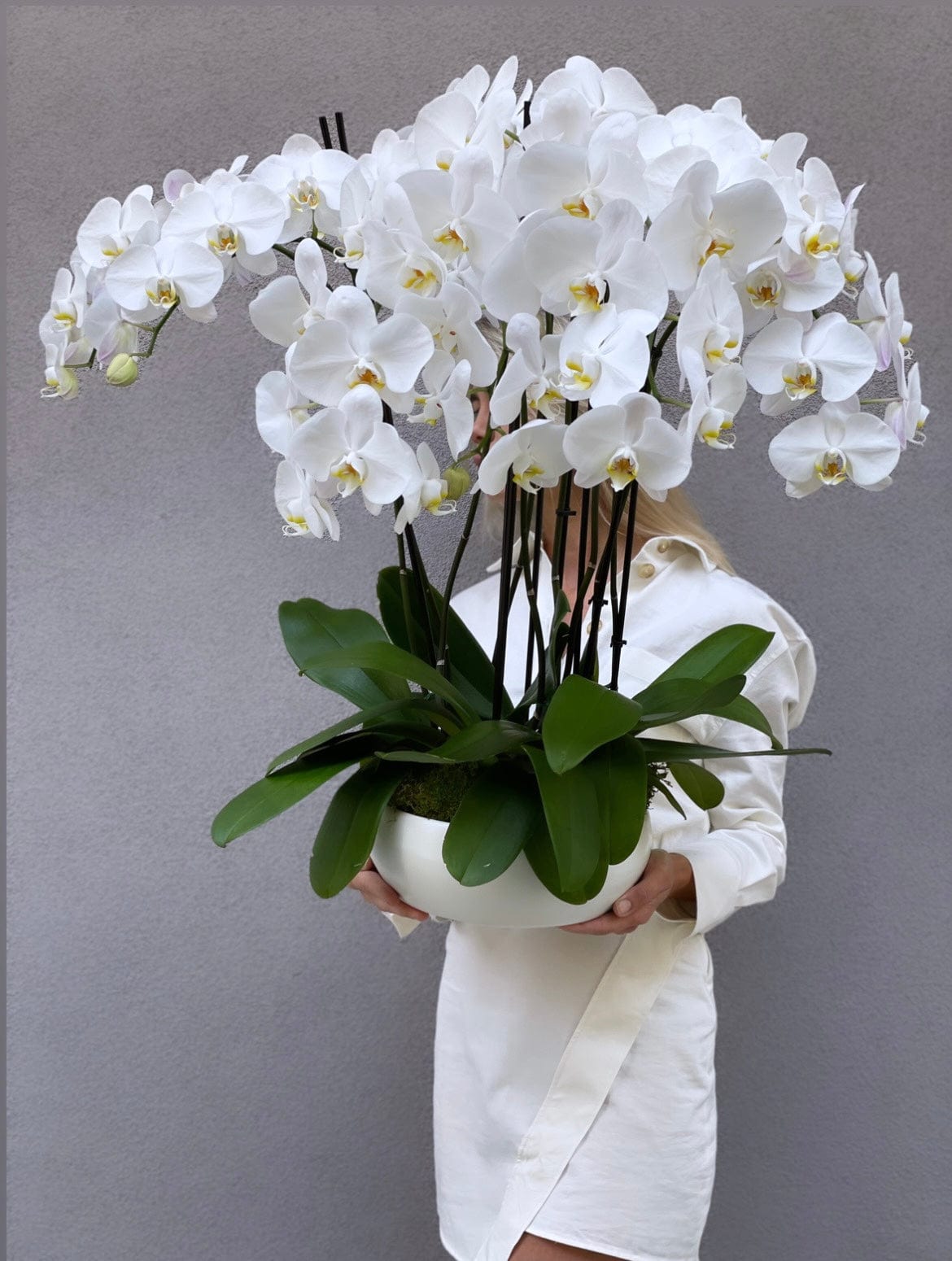 Stylish white orchids in a ceramic vase