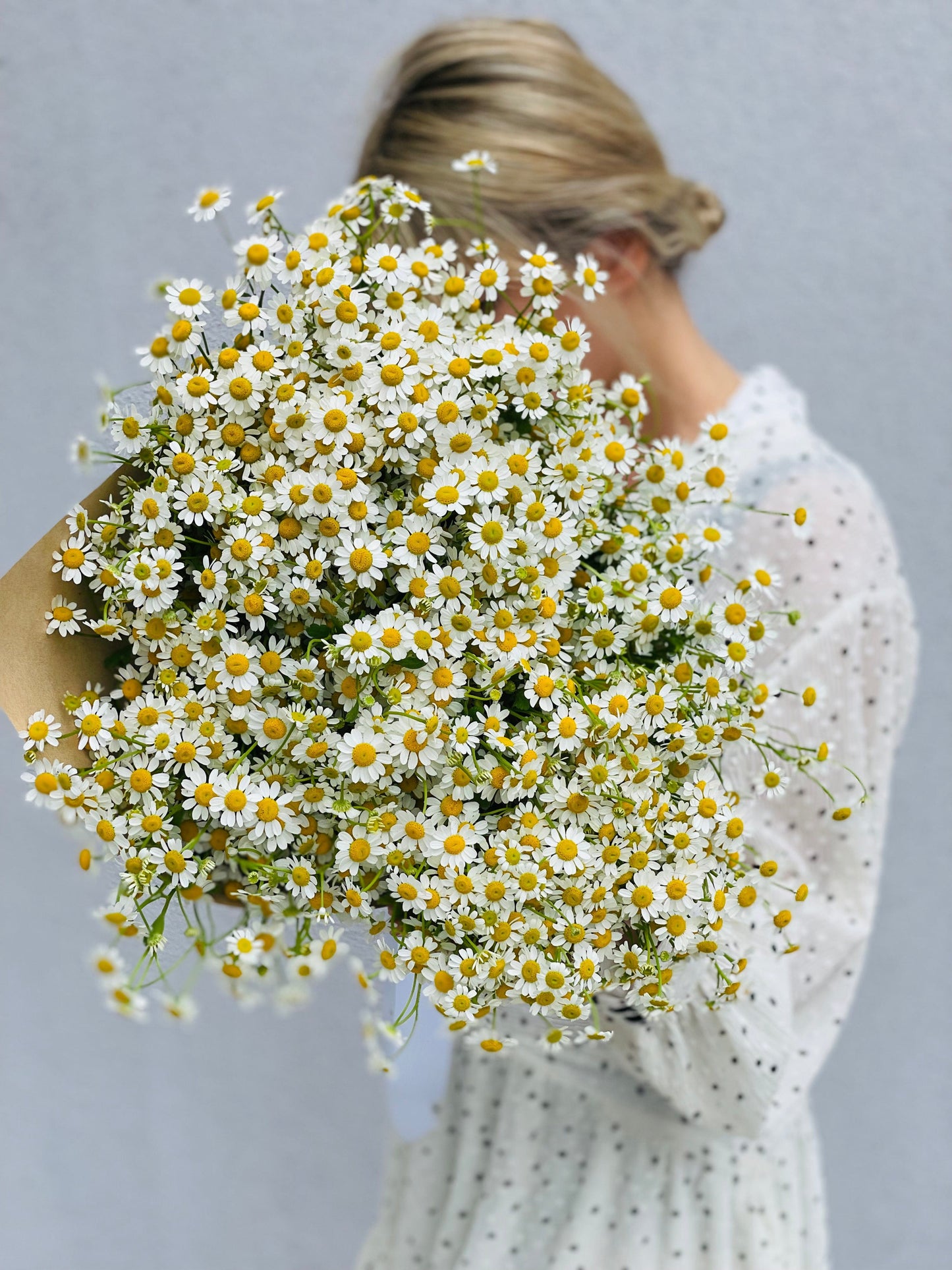 Spring bouquet of chamomile