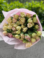 Mix of tulips