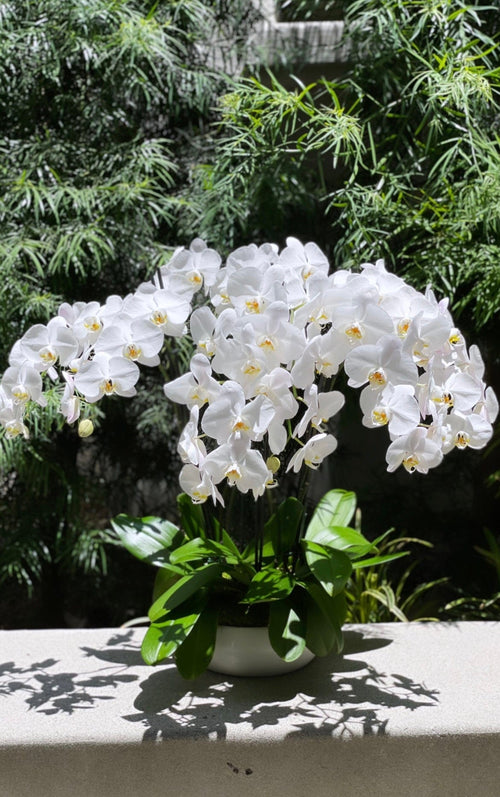 Elegantes orquídeas blancas en un jarrón de cerámica.