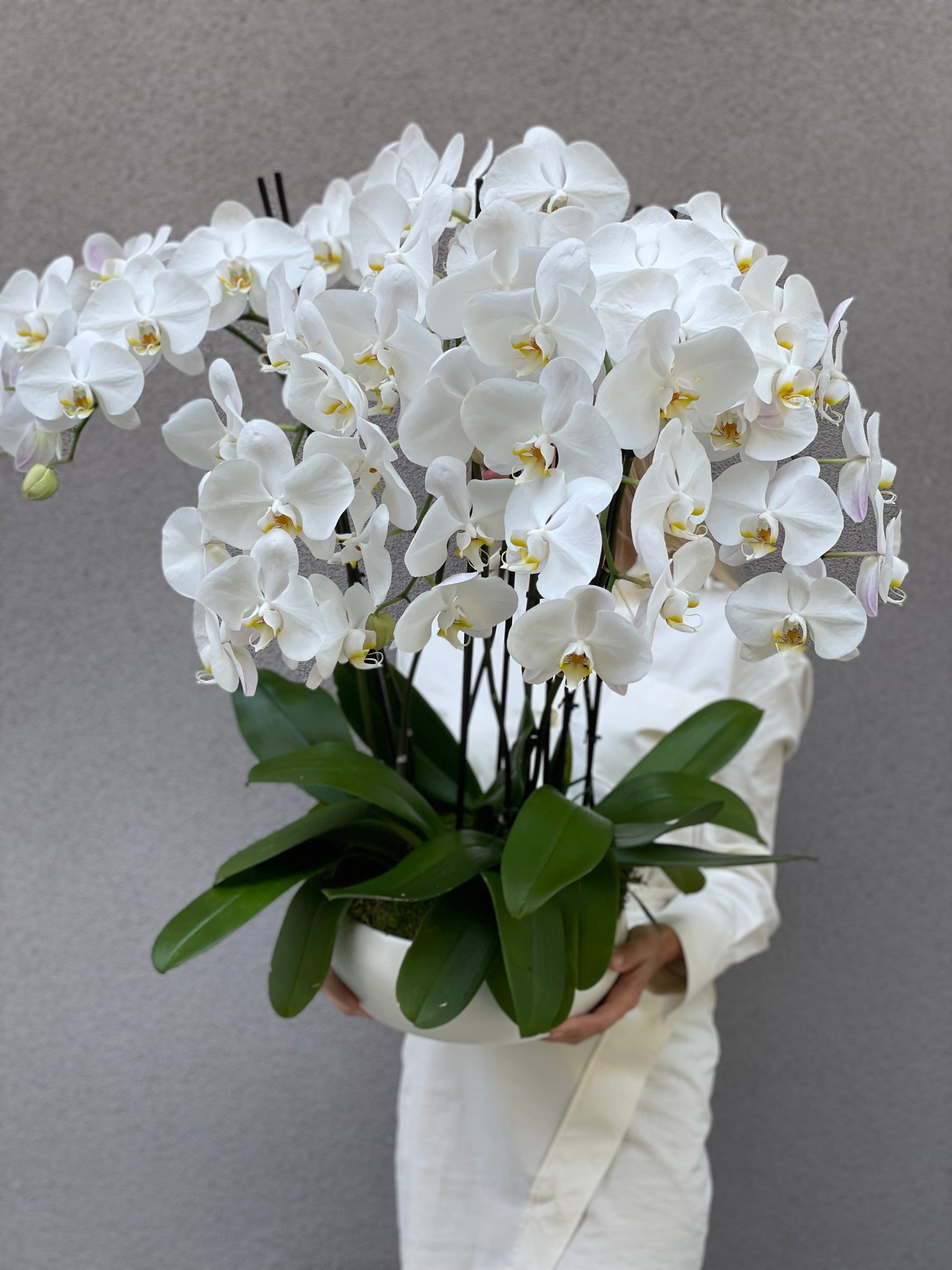 Stylish white orchids in a ceramic vase