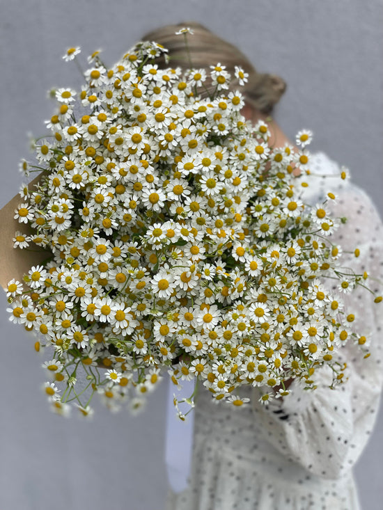 Spring bouquet of chamomile